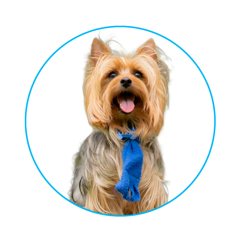 Correa-Retráctil-para-perros_04