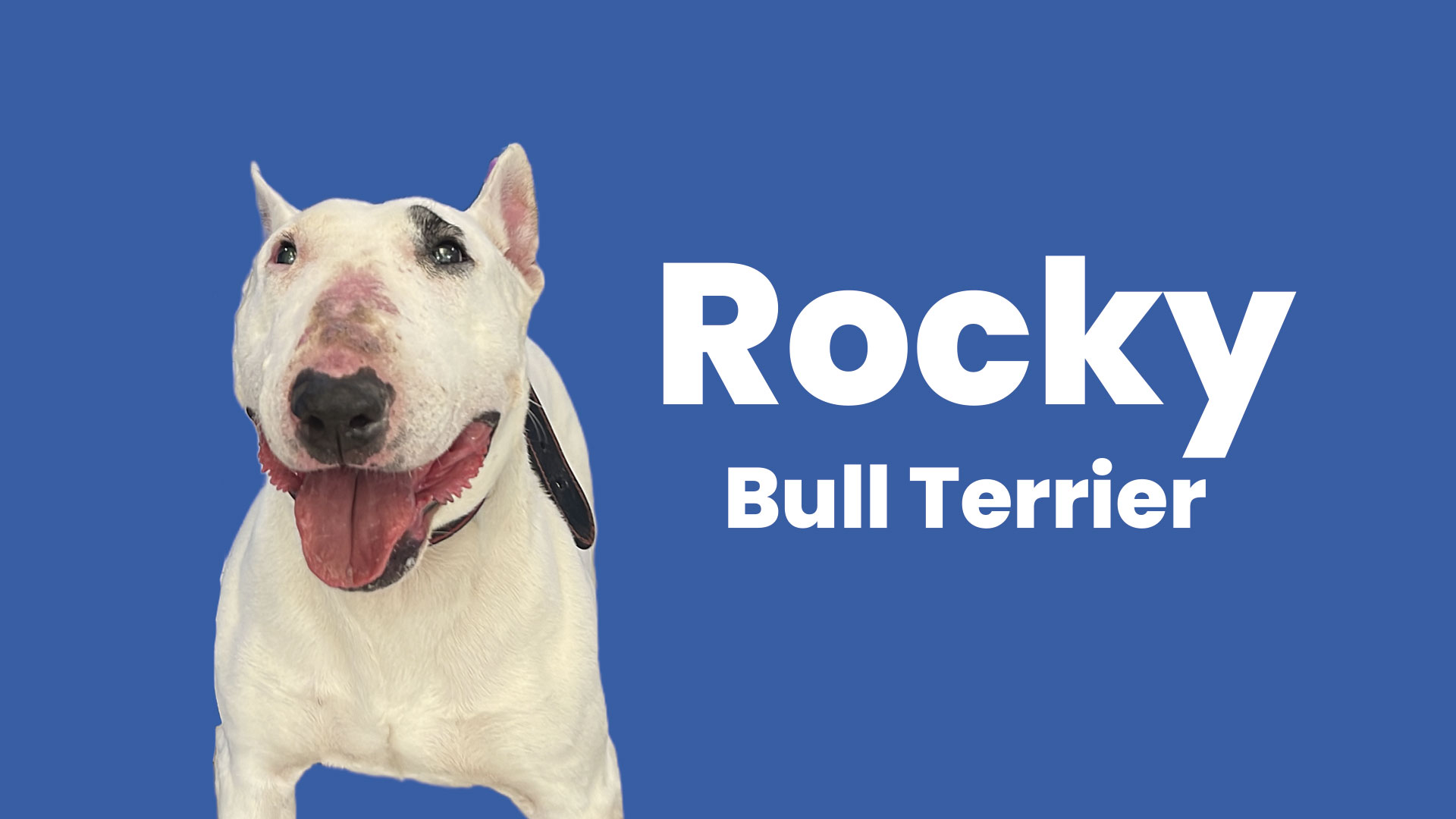 Rocky (Bull Terrier)