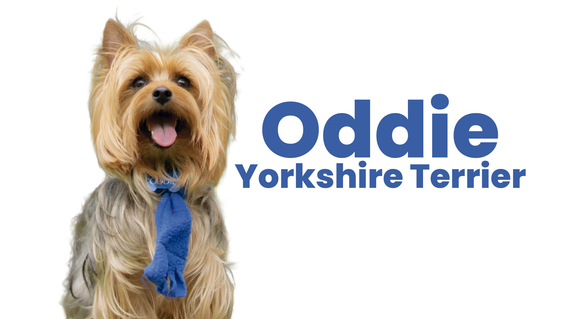 Oddie (Yorkshire Terrier)